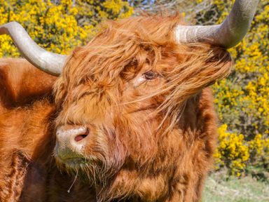 A close up of a highland cow with long reddish hair and large curved horns with yellow flowers in the background at Honey Bee Cottage in Staintondale