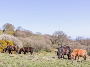 Four small ponies grazing on grass in a field with trees in the background at Honey Bee Cottage in Staintondale