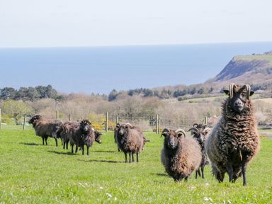 A group of black sheep on a grassy field with trees cliffs and the sea in the background at Honey Bee Cottage in Staintondale