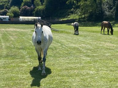 Three horses in a pasture with a barn and trees near St Clears