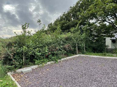 A garden area with trees and gravel at The Faithfuls Cabin in Dingle, County Kerry
