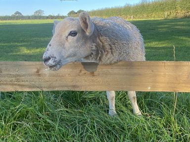 A sheep leaning over a wooden fence in a green field