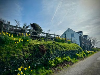 A house with a fence and daffodils on a hill near Penpegws near Aberystwyth