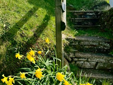 A garden with stone steps and yellow daffodils at Penpegws near Aberystwyth
