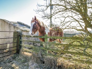 A horse near a fence in a field at Dove Cottage Hexham