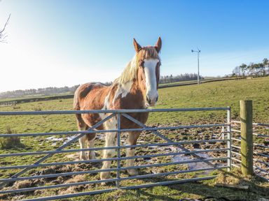 A horse standing by a gate in a field at Swallows Rest in Hexham
