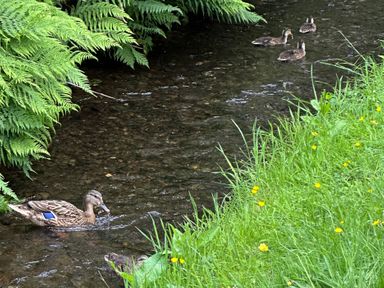 A duck and ducklings in a stream surrounded by ferns and grass at Tiggywinkle Beck - White Cross Bay Windermere