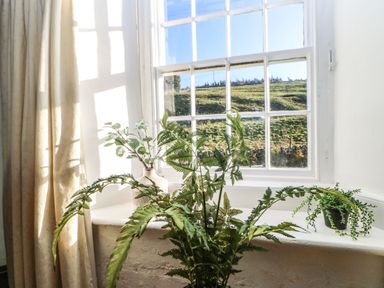 A window with fern plants and curtains at Englewood Cottage in Hexham