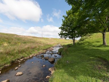 A stream running through grass and trees at Englewood Cottage in Allenheads