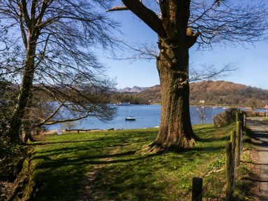 A view of a lake with a tree and a path at Wilders Wood in Windermere