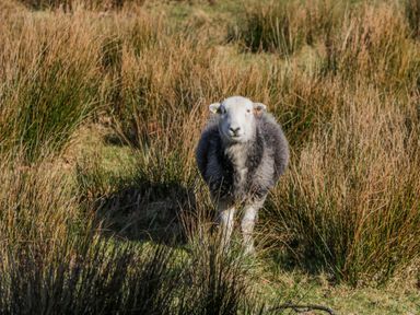 A sheep in a field with tall grass