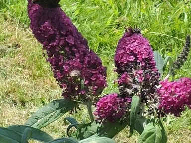 A cluster of purple flowers in a garden at Llanarmon-yn-Ial Mold 3-Bed Caravan, Sleeps 6 Llanarmon-Yn-Ial