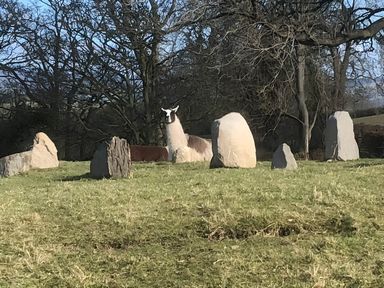 A llama near standing stones in a grassy area at The Shepherds Hut at Hafoty Boeth Corwen