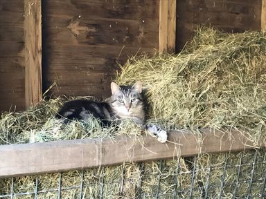 A cat resting on hay in a barn at The Shepherds Hut at Hafoty Boeth in Corwen