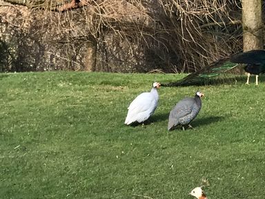 Two birds on grass in a garden at The Shepherds Hut at Hafoty Boeth Corwen