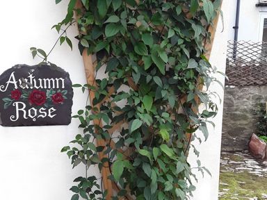 A wall with a sign labeled Autumn Rose and a climbing vine at Quiet cottage on the rural edge of Brixham