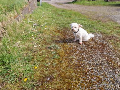A dog sitting on a path with grass and flowers at Caravan at Argraig Llanrhyddlad near Cemaes Bay