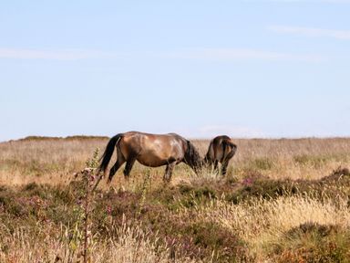 Two horses grazing in a field at Hedgehogs Lodge in South Molton