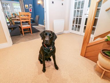 A hallway with a dog, radiator, and doors at Stone Lodge near Haltwhistle