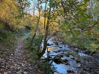A path along a river surrounded by trees at Stone Lodge near Haltwhistle