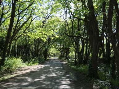 A tree-lined road at Sunnyside River Chapel