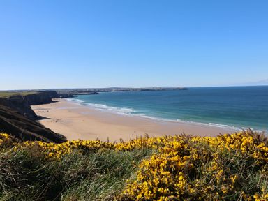 A beach view with yellow flowers at Bryher Cottage in St Mawgan