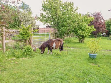 A pony grazing in a garden with a fence and trees at Hazel in 
