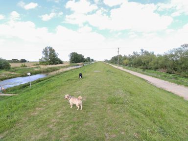 A pathway beside water with dogs walking at an outdoor location