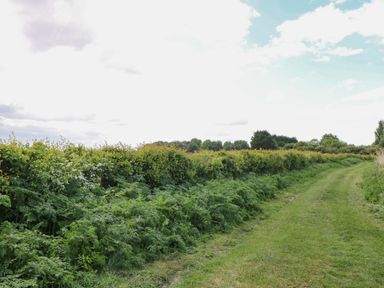 A pathway alongside hedges and bushes in an outdoor area at Hazel