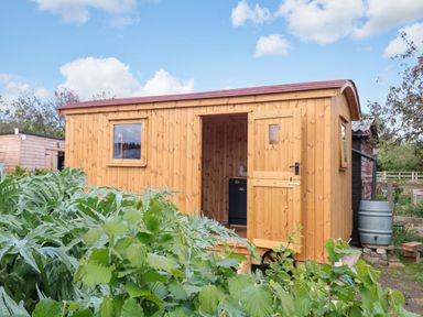 A wooden cabin with a door and window surrounded by plants at Hazel