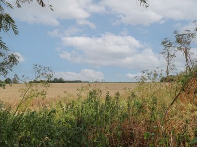 A field with plants and a blue sky at Hazel in Downham Market