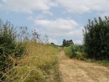 A dirt path flanked by vegetation at Hazel in Downham Market