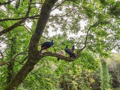 A group of birds on a tree branch at The Bothy at Lewis Cottage in Spreyton