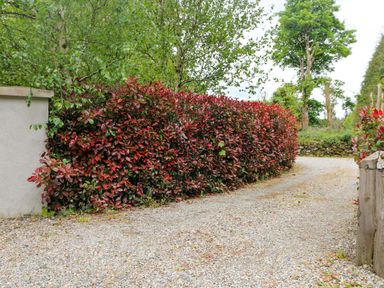 Hedge and gravel driveway with trees at The Mews @ Derrybawn Laragh, County Wicklow