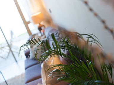 A living room with a sofa and a plant at Anchors Rest St. Ives
