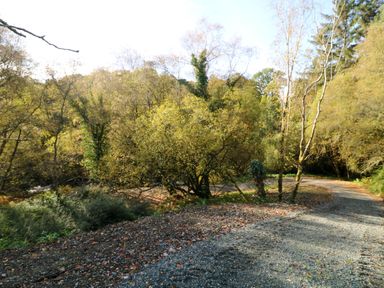A gravel path surrounded by trees and bushes at The Mews @ Suskar, Laragh, County Wicklow
