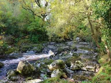 A stream flowing through rocks and trees at The Mews @ Suskar, Laragh, County Wicklow