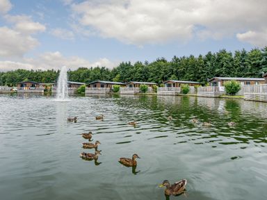 A lake with ducks and cabins at Pine Lodge Spa Carlton Miniott near Thirsk