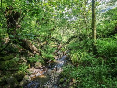 A stream flowing through a wooded area at Daffodil Cottage in Blaencwm near Treorchy