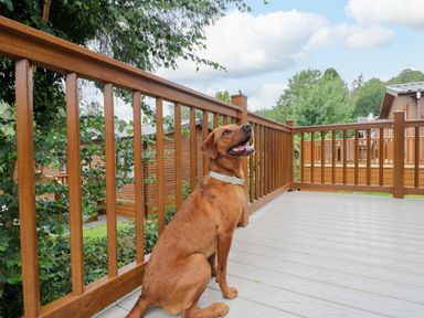 A dog sitting on a deck at Fox Red Retreat in Troutbeck Bridge
