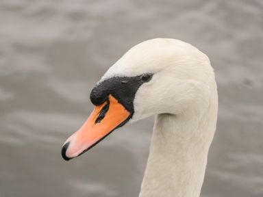 A close-up of a swan's head and neck