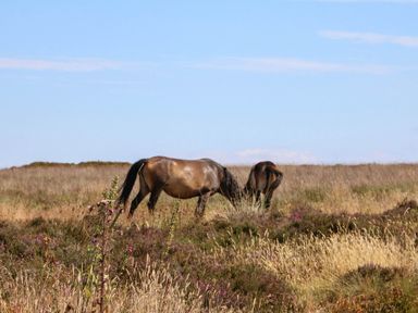 Horses grazing in a field with purple heather and blue sky at Pete's Place Taunton