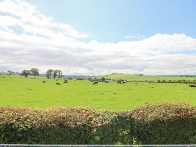 A field with cows grazing at Plot 34 in Carlisle