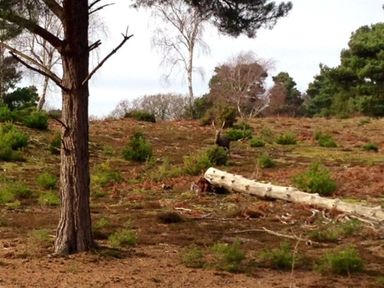 A clearing with trees and shrubs at Little Wickers in Wareham