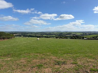 An outdoor scene with sheep grazing on grass at High View Barn in Launceston
