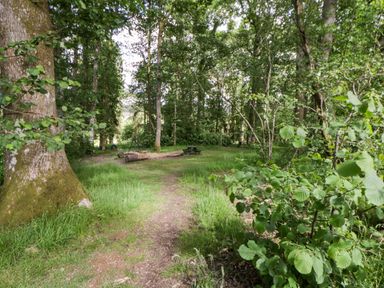 A clearing with trees and a bench at The Little Shepherds Hut with a View, Builth Wells