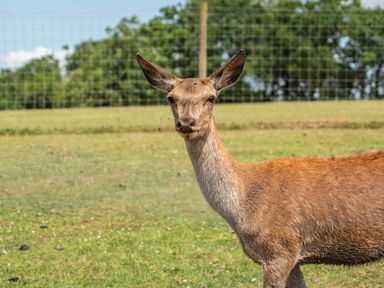 A deer standing in a field at Luxury Safari Lodge Sleeps 4/6 Deer Park Dogs Ok Zeal Monachorum near Bow
