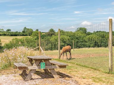 An outdoor picnic table with a grazing animal at Luxury Safari Lodge Sleeps 4/6 Deer Park Dogs Ok Zeal Monachorum near Bow
