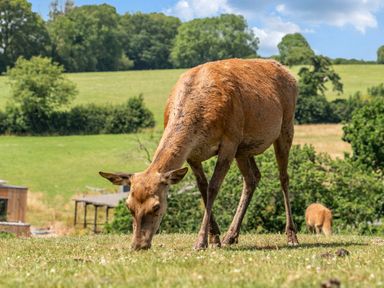 A deer grazing in a field at Luxury Safari Lodge Sleeps 4/6 Deer Park Dogs Ok Zeal Monachorum near Bow
