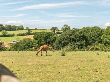A field with deer grazing at Luxury Safari Lodge Sleeps 4/6 Deer Park Dogs Ok Zeal Monachorum near Bow